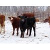 Image 6 : Kevin Lang - 700# Weaned Steers - 150 Head (Waldron, SK)