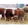 Image 7 : Kevin Lang - 700# Weaned Steers - 150 Head (Waldron, SK)