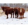 Image 8 : Kevin Lang - 700# Weaned Steers - 150 Head (Waldron, SK)