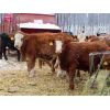 Image 9 : Kevin Lang - 700# Weaned Steers - 150 Head (Waldron, SK)