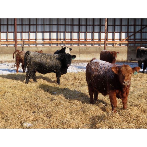 R Plus Simmentals - 1000# Weaned Steers - 60 Head (Estevan, SK)