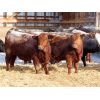 Image 2 : R Plus Simmentals - 1000# Weaned Steers - 60 Head (Estevan, SK)