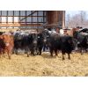 Image 3 : R Plus Simmentals - 1000# Weaned Steers - 60 Head (Estevan, SK)