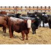 Image 4 : R Plus Simmentals - 1000# Weaned Steers - 60 Head (Estevan, SK)