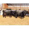 Image 5 : R Plus Simmentals - 1000# Weaned Steers - 60 Head (Estevan, SK)
