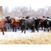 Image 6 : R Plus Simmentals - 1000# Weaned Steers - 60 Head (Estevan, SK)
