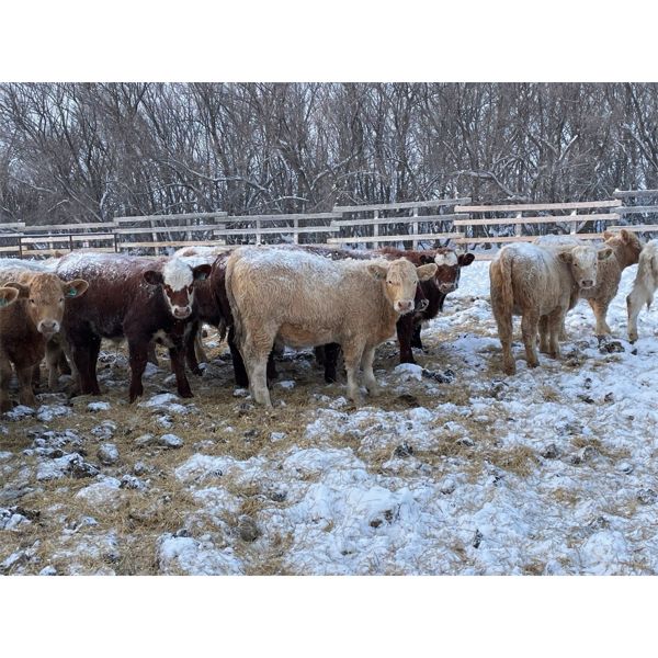 Rylan Crawford - 625# Weaned Steers - 80 Head (Simpson, SK)