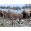 Image 5 : Rylan Crawford - 625# Weaned Steers - 80 Head (Simpson, SK)