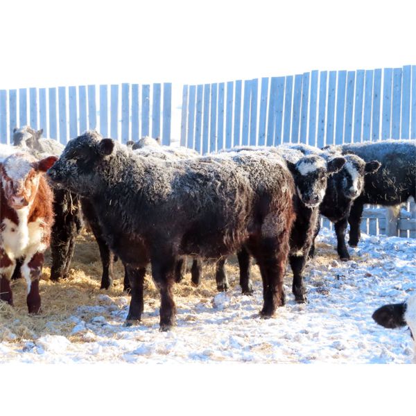 Forwood Livestock - 600# Weaned Steers - 50 Head (Scout Lake, SK)