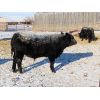 Image 2 : Forwood Livestock - 600# Weaned Steers - 50 Head (Scout Lake, SK)