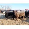 Image 3 : Forwood Livestock - 600# Weaned Steers - 50 Head (Scout Lake, SK)