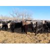 Image 4 : Forwood Livestock - 600# Weaned Steers - 50 Head (Scout Lake, SK)