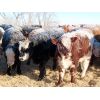 Image 5 : Forwood Livestock - 600# Weaned Steers - 50 Head (Scout Lake, SK)