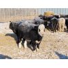 Image 6 : Forwood Livestock - 600# Weaned Steers - 50 Head (Scout Lake, SK)