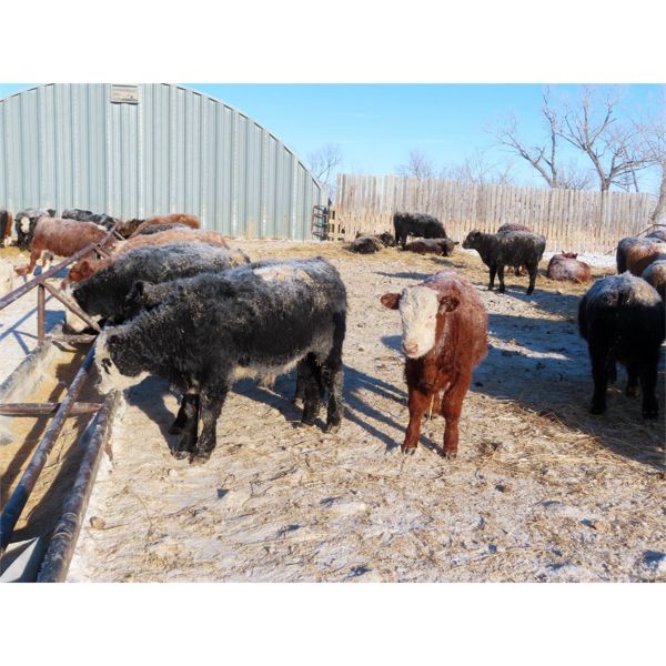 Forwood Livestock - 425# Weaned Steers - 100 Head (Scout Lake, SK)
