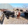 Image 1 : Forwood Livestock - 425# Weaned Steers - 100 Head (Scout Lake, SK)