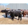 Image 2 : Forwood Livestock - 425# Weaned Steers - 100 Head (Scout Lake, SK)