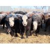 Image 3 : Forwood Livestock - 425# Weaned Steers - 100 Head (Scout Lake, SK)