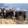 Image 4 : Forwood Livestock - 425# Weaned Steers - 100 Head (Scout Lake, SK)