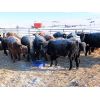 Image 5 : Forwood Livestock - 425# Weaned Steers - 100 Head (Scout Lake, SK)
