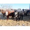 Image 6 : Forwood Livestock - 425# Weaned Steers - 100 Head (Scout Lake, SK)
