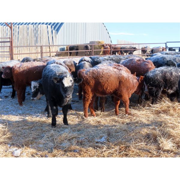 Forwood Livestock - 375# Weaned Heifers - 80 Head (Scout Lake, SK)