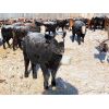 Image 2 : Forwood Livestock - 375# Weaned Heifers - 80 Head (Scout Lake, SK)