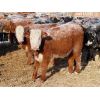 Image 3 : Forwood Livestock - 375# Weaned Heifers - 80 Head (Scout Lake, SK)