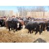 Image 4 : Forwood Livestock - 375# Weaned Heifers - 80 Head (Scout Lake, SK)
