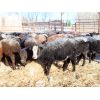 Image 5 : Forwood Livestock - 375# Weaned Heifers - 80 Head (Scout Lake, SK)