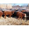 Image 6 : Forwood Livestock - 375# Weaned Heifers - 80 Head (Scout Lake, SK)