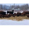 Image 1 : Cymbaluk Farms - 530# Steers - 110 Head (Valleyview, AB)