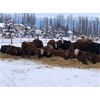 Image 3 : Cymbaluk Farms - 530# Steers - 110 Head (Valleyview, AB)