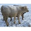 Image 4 : Ross Farms - 800# Steers - 75 Head (Watrous, SK)