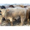 Image 5 : Ross Farms - 800# Steers - 75 Head (Watrous, SK)