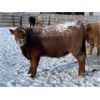 Image 6 : Ross Farms - 800# Steers - 45 Head (Watrous, SK)