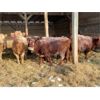 Image 7 : Ross Farms - 740# Heifers - 75 Head (Watrous, SK)