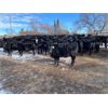 Image 2 : Crowfoot Valley Ranch Ltd. - 725# Heifers - 85 Head (Standard, AB)
