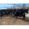 Image 4 : Crowfoot Valley Ranch Ltd. - 725# Heifers - 85 Head (Standard, AB)