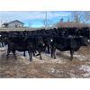 Image 5 : Crowfoot Valley Ranch Ltd. - 725# Heifers - 85 Head (Standard, AB)