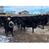 Image 6 : Crowfoot Valley Ranch Ltd. - 725# Heifers - 85 Head (Standard, AB)
