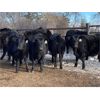Image 7 : Crowfoot Valley Ranch Ltd. - 725# Heifers - 85 Head (Standard, AB)