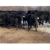 Image 8 : Crowfoot Valley Ranch Ltd. - 725# Heifers - 85 Head (Standard, AB)