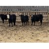 Image 2 : Lemmer Farms - 680# Heifers - 50 Head (Strathmore, AB)