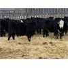 Image 3 : Lemmer Farms - 680# Heifers - 50 Head (Strathmore, AB)