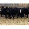 Image 4 : Lemmer Farms - 680# Heifers - 50 Head (Strathmore, AB)