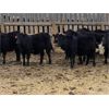 Image 5 : Lemmer Farms - 680# Heifers - 50 Head (Strathmore, AB)