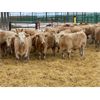 Image 1 : Stankievech Ranches - 770# Steers - 64 Head (Trochu, AB)