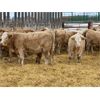 Image 3 : Stankievech Ranches - 770# Steers - 64 Head (Trochu, AB)