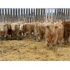 Image 4 : Stankievech Ranches - 770# Steers - 64 Head (Trochu, AB)
